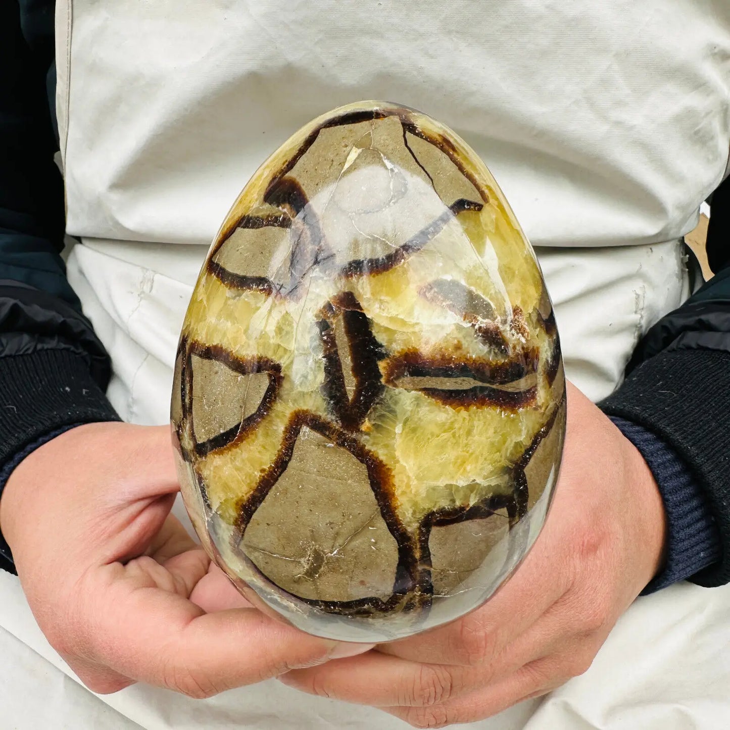 Natural Dragon Septarian Quartz Crystal Egg Healing Geodetic Survey Mineral Specimen