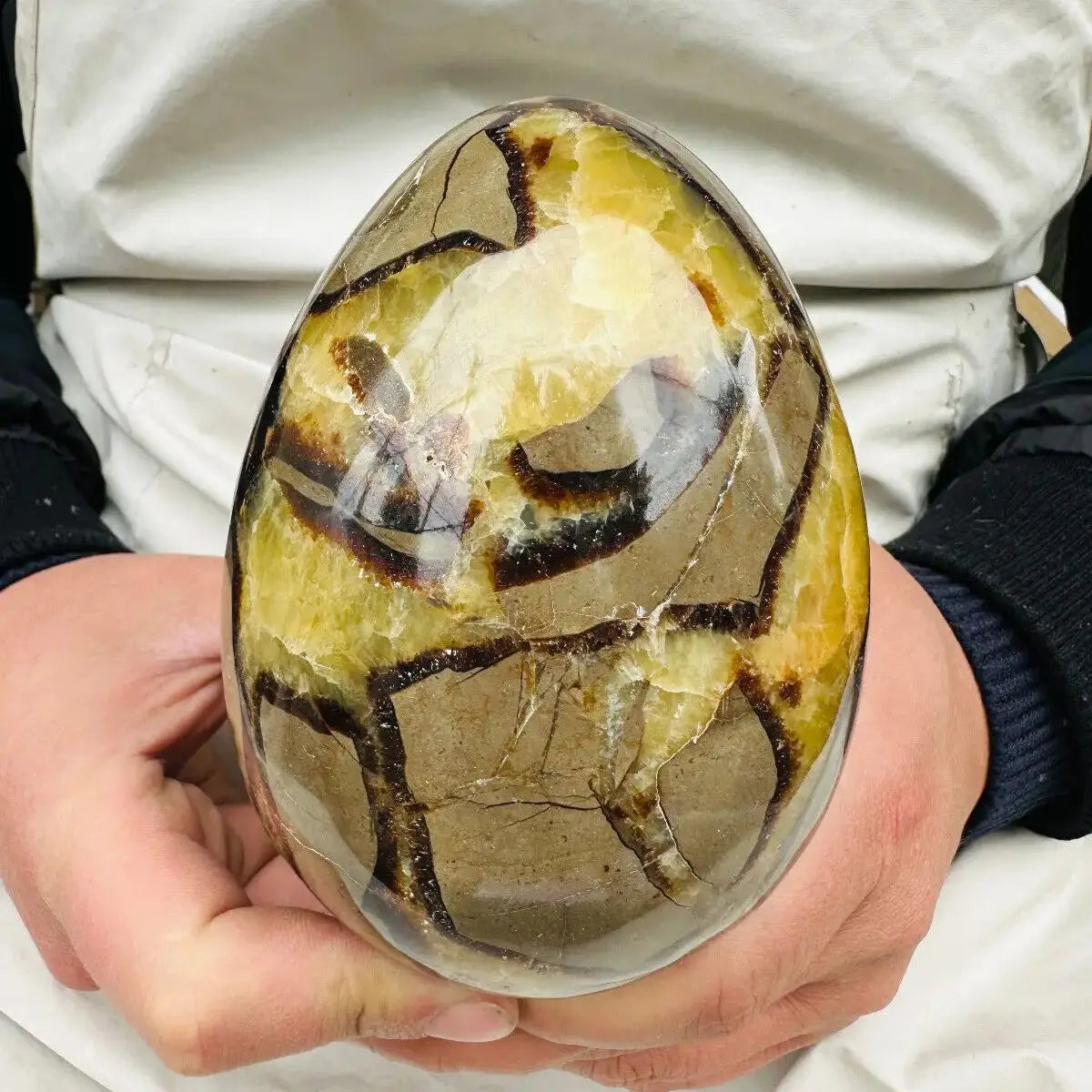 Natural Dragon Septarian Quartz Crystal Egg Healing Geodetic Survey Mineral Specimen